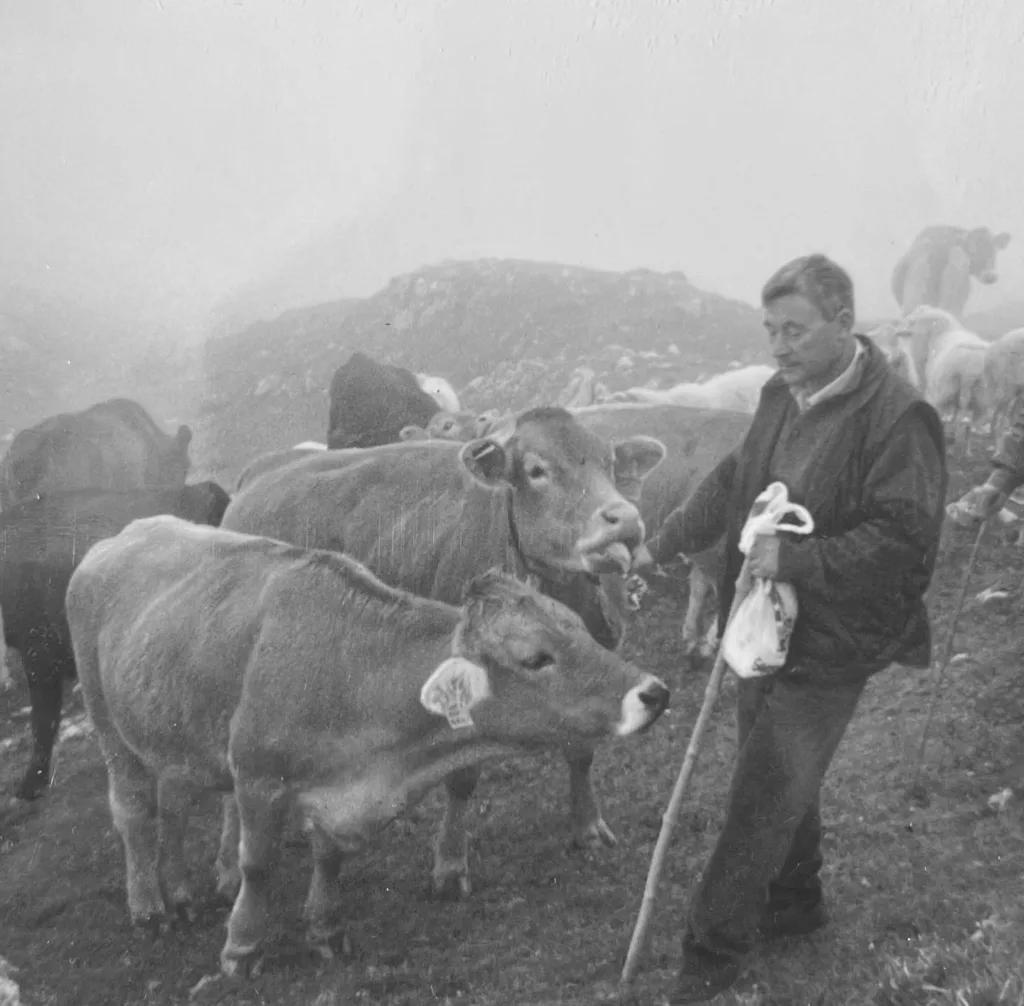 Pastor con vaquería en montañas cantabras